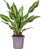 Kamerplant van Botanicly – Drakenboom in sierpot 1 als set – Hoogte: 60 cm – Dracaena Burley