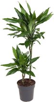 Kamerplant van Botanicly – Drakenboom – Hoogte: 95 cm – Dracaena fragr. Janet Lind