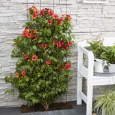 Trompetbloem Campsis 'Fire Trumpet' rood - Winterhard- ↑ 65-75 cm - Pot-Ø 15 cm