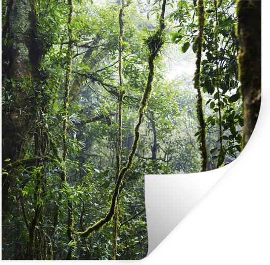 Stickers Stickers muraux - Forêt tropicale humide - 80x80 cm - Film adhésif  | bol.com