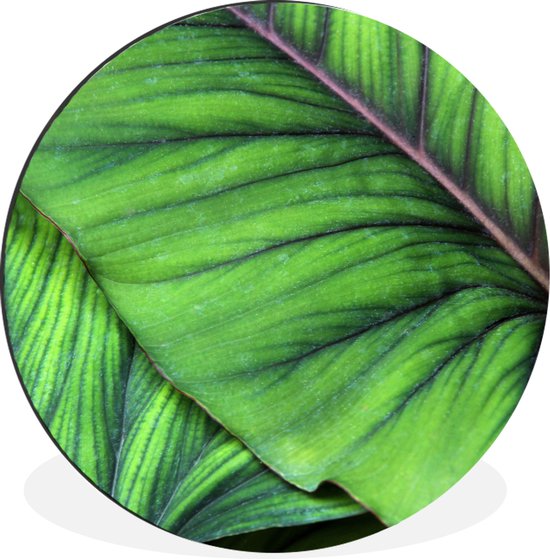 WallCircle - Wandcirkel - Muurcirkel - Foto van grote tropische botanische bladeren - Aluminium - Dibond - ⌀ 60 cm - Binnen en Buiten