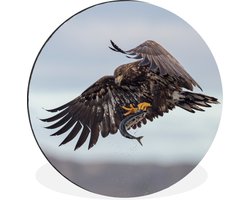 WallCircle - Wandcirkel - Muurcirkel - Europese zeearend vangt een vis - Aluminium - Dibond - ⌀ 120 cm - Binnen en Buiten XXL