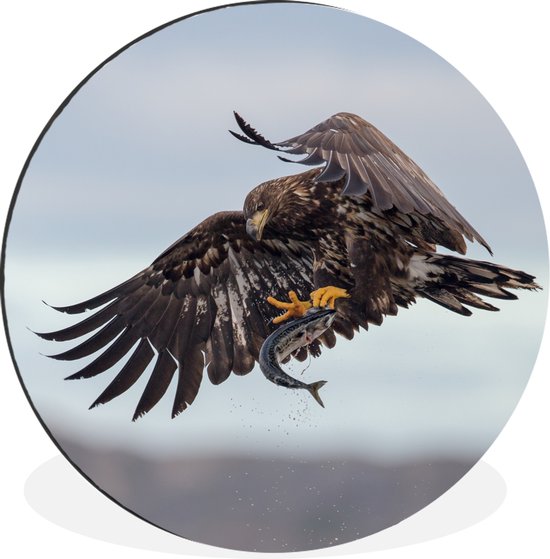 WallCircle - Wandcirkel - Muurcirkel - Europese zeearend vangt een vis - Aluminium - Dibond - ⌀ 120 cm - Binnen en Buiten XXL