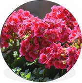 WallCircle - Wandcirkel - Muurcirkel - Rode geranium bloemen in een tuin - Aluminium - Dibond - ⌀ 60 cm - Binnen en Buiten