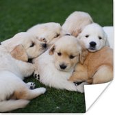 Affiche Animaux - Chiots - Chiens - 50x50 cm