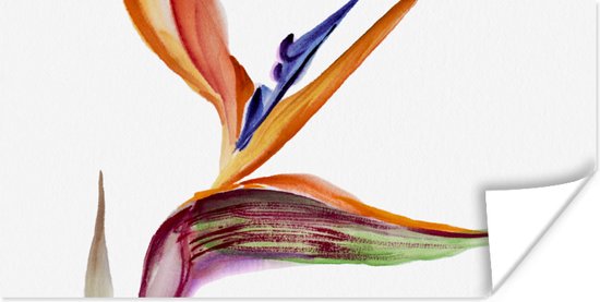 Affiche Strelitzia - Aquarelle - Fleurs - 120x60 cm