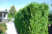 18 stuks | Thuja 'Brabant' P9 tray - Snel zichtdicht - Vruchtdragend - Weinig onderhoud - Zeer winterhard