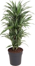 Kamerplant van Botanicly – Drakenboom – Hoogte: 110 cm – Dracaena derem. Warneckei