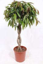 Kamerplant van Botanicly – Langbladige vijgenboom – Hoogte: 130 cm – Ficus Amstel King