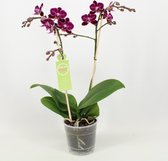 Orchidee van Botanicly – Vlinder orchidee – Hoogte: 50 cm, 1 tak – Phalaenopsis multiflora Toluca