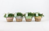 Cactussen van Botanicly – 4 × Rotskoraal in zeegras pot als set – Hoogte: 20 cm – Rhipsalis Oasis