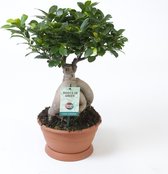 Kamerplant van Botanicly – Chinese vijg – Hoogte: 45 cm – Ficus microcarpa Ginseng