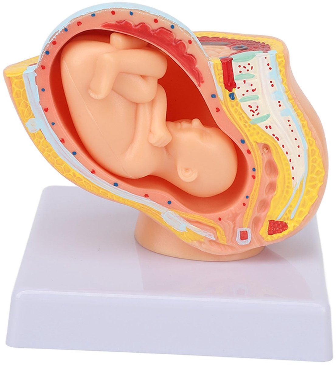 Dailygoods - Anatomisch Bekken Model voor Zwangerschap met Verwijderbare Foetus