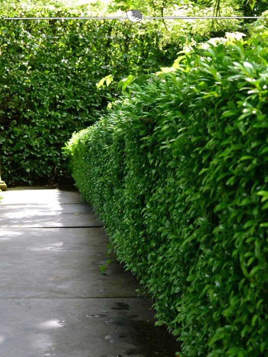 Buxus sempervirens 40-50 cm in Pot, 75x Haagplant