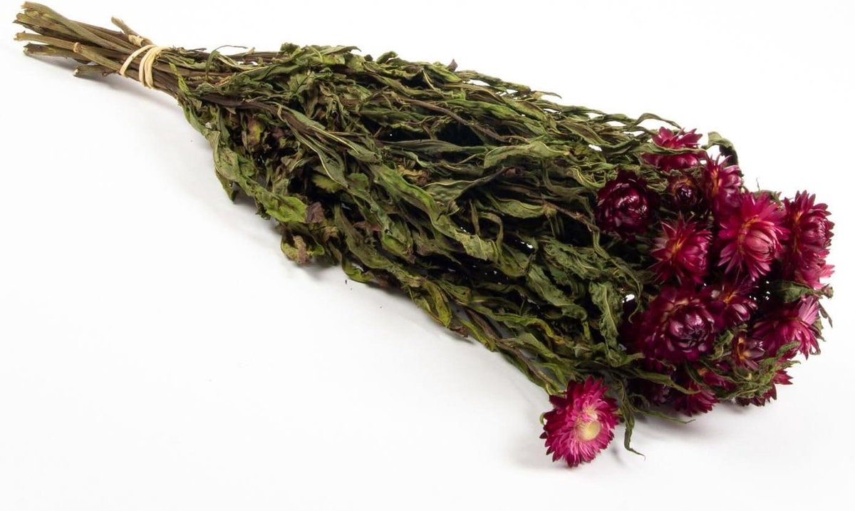 Gedroogd boeket - Boeket Immortelle - Decoratie Huis - Natuurlijke Kleur - 60 cm - Paars