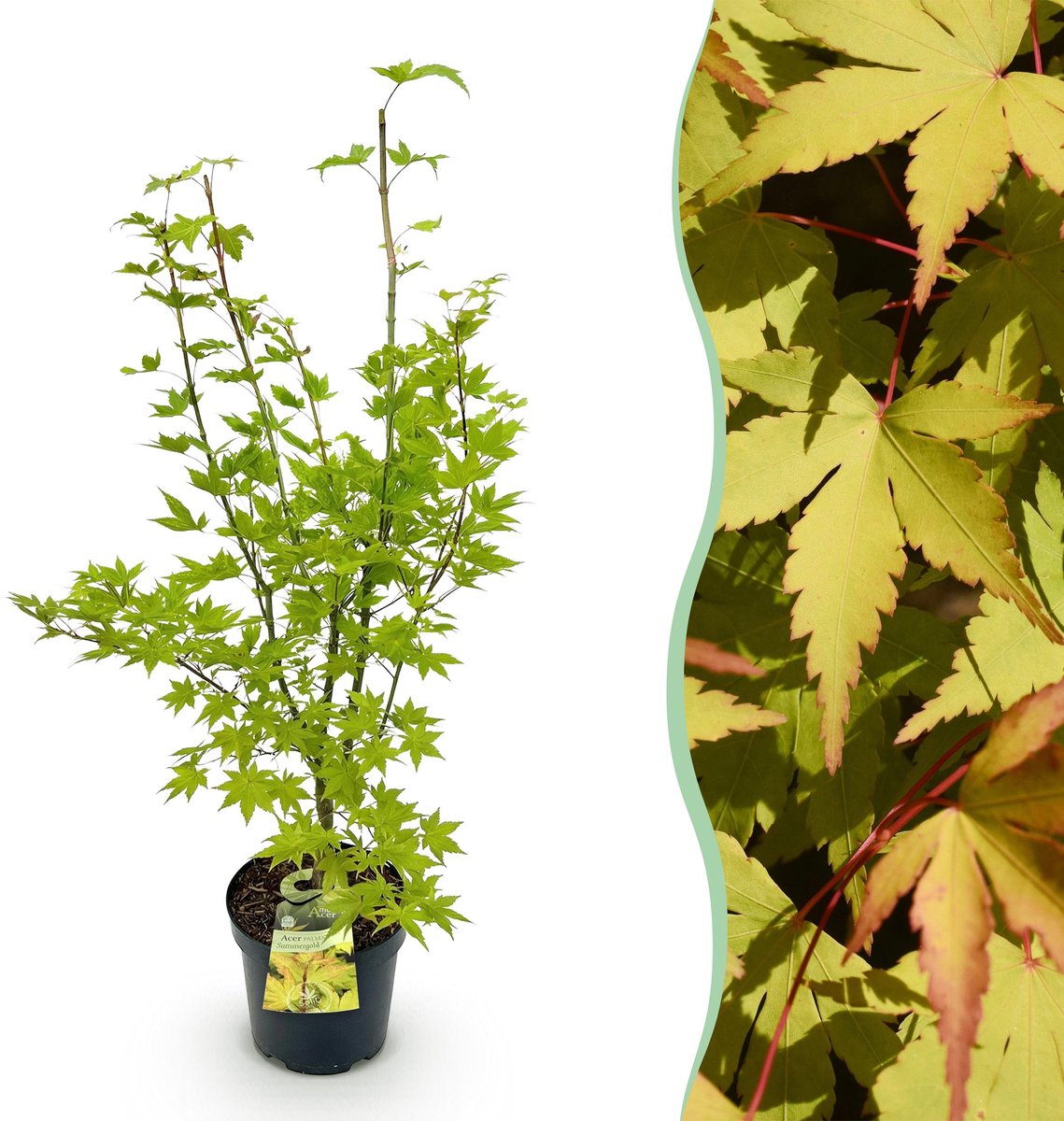 Plantenboetiek.nl | Acer palmatum Summergold - Japanse Esdoorn - Bladverliezend - Geel - Ø26cm - 80-90cm hoog - Tuinplant