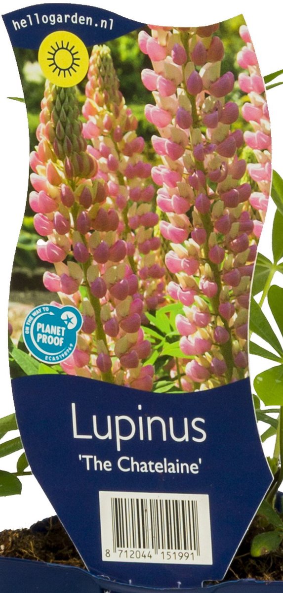 Griffioen - Lupinus 'The Chatelaine'