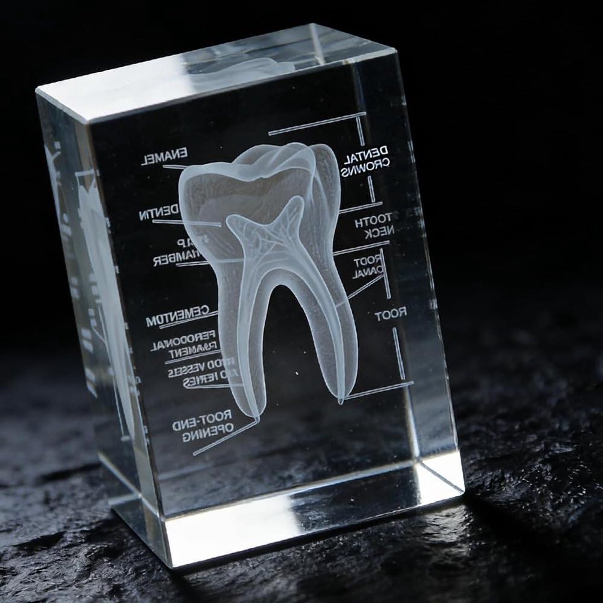 Kristallen Tandmodel - 3D Gravure Anatomie - Educatief Hulpmiddel - Precisie Geëtste Weergave - 480 g - Transparant