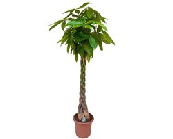 Geldboom 200 cm – Pachira aquatica – Grote binnenplant – Pot Ø32 cm – Luchtzuiverend