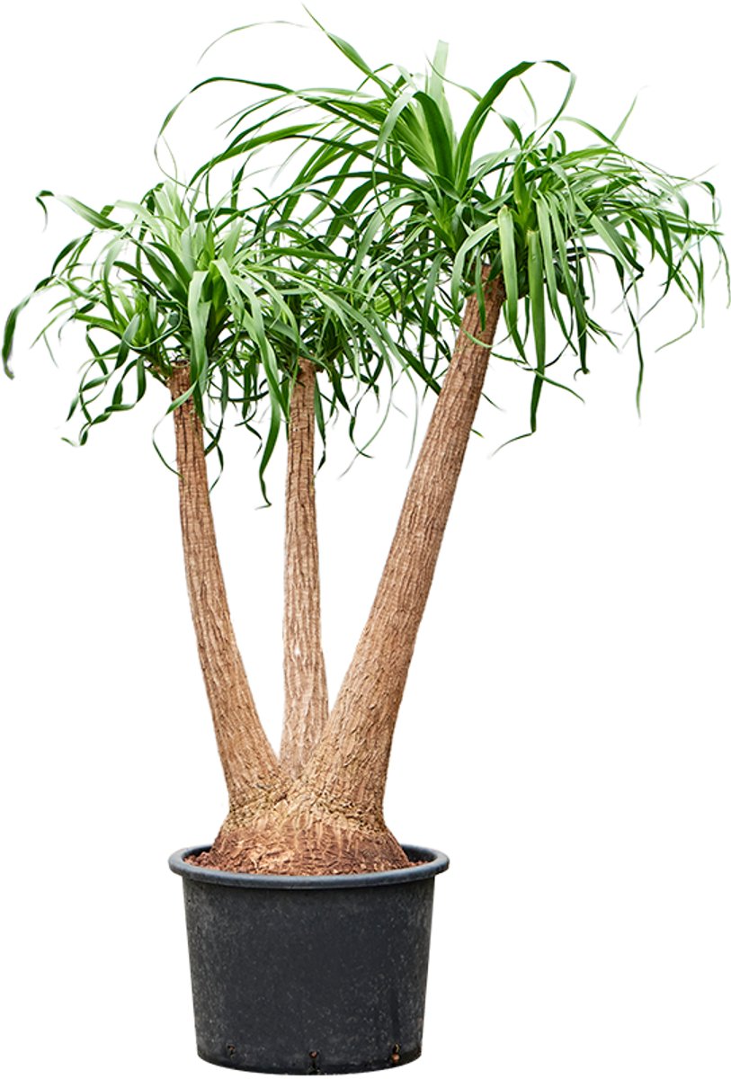 Hydroplant Beaucarnea Recurvata