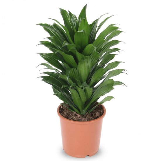 Dracaena Compacta kopen