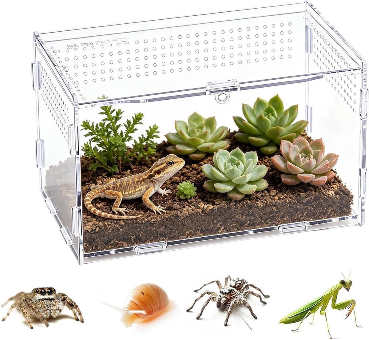 Springspinnen Terrarium - Acryl Bak - Dier Huisvesting - Geoptimaliseerd Luchtstroomontwerp - 20x12x12 cm - Transparant