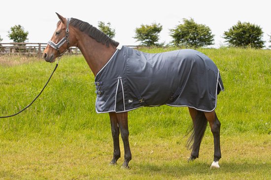 Bruin paard in een donkerblauwe deken met witte bies en zilveren sluitingen.