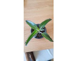 Kalanchoe Daigremontiana - Moeder van Miljoenen - Kamerplant Verzorgen - Makkelijk te Kweken - 1 Stuk - Groen