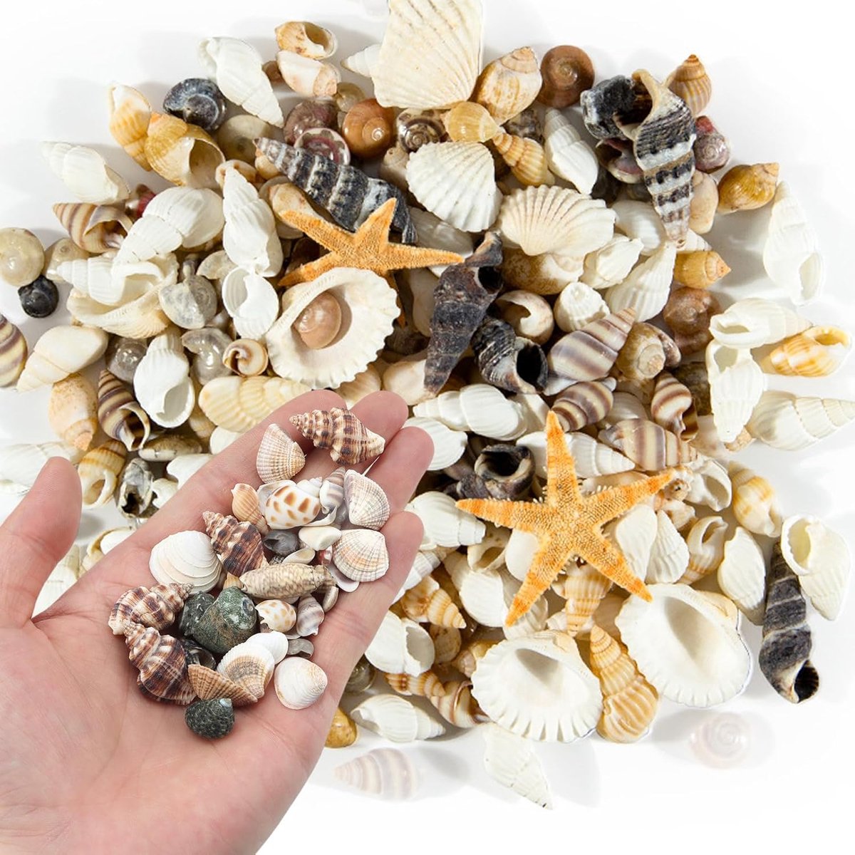 Decoratieve Schelpen Mix - Natuurlijke decoratie - Huis decoreren - Inclusief zeesterren - 200 gram - Natuurlijk