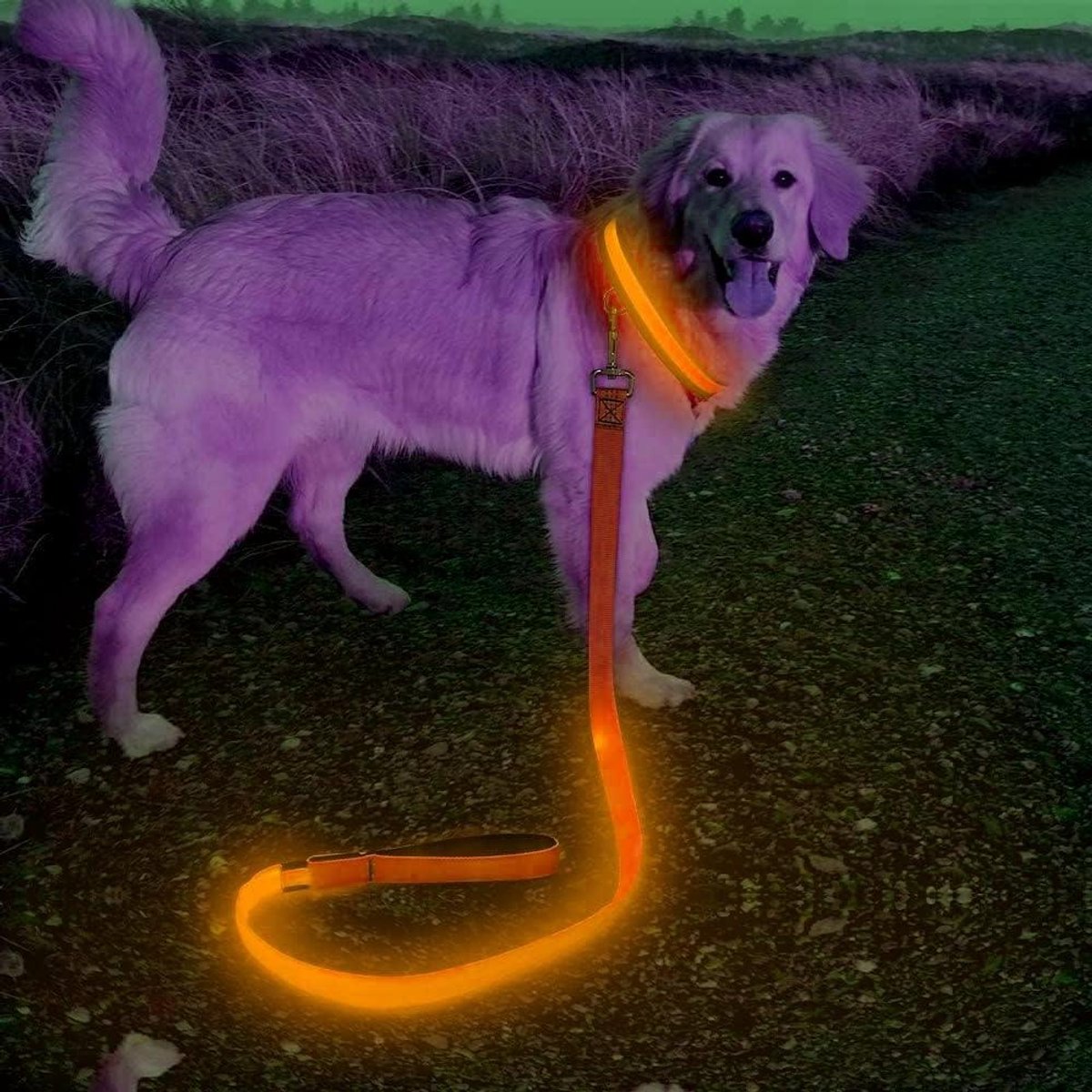 LED Hondenriem - Oplaadbare Hondenriem Verlichting - Veilig Honden Uitlaten - Zichtbaar tot 500m - 120 cm - Oranje
