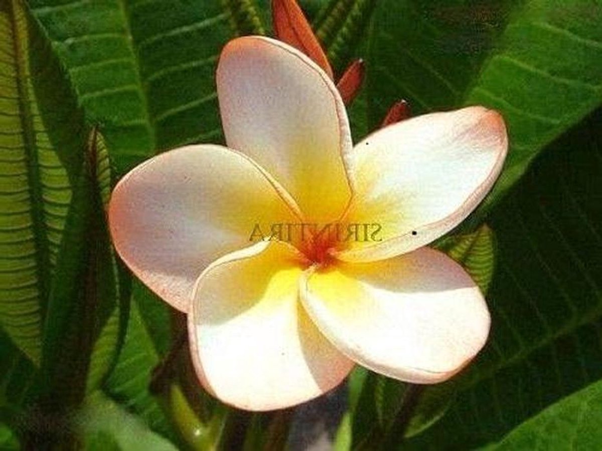 Plumeria stekken - Geurende bloemen - Planten verzamelen - Makkelijk te kweken - 18-30 cm - Groen