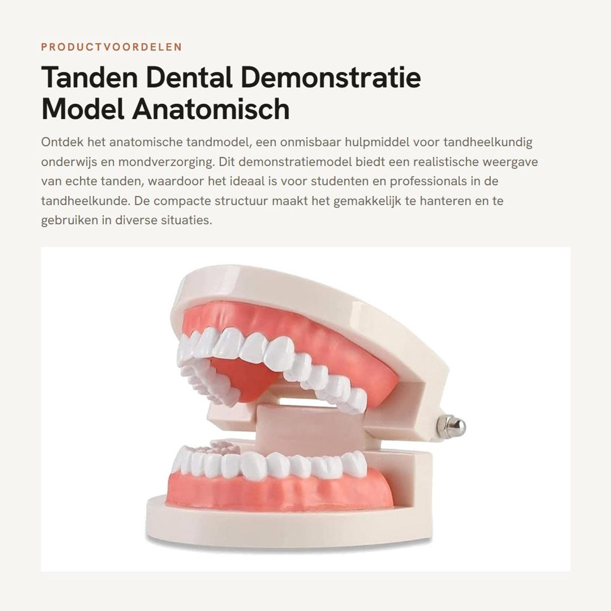 Dailygoods- Tandmodel Anatomisch - Tandheelkundig Demonstratiemodel - 28 Onbeweegbare Tanden - Zacht Tandvlees - Duurzaam Materiaal - Onderwijs/Hulpmiddel - Tandheelkundig Model