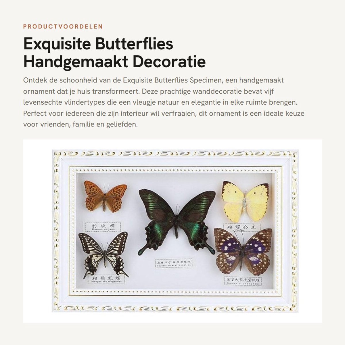 Dailygoods- Vlinder Wanddecoratie Handgemaakt - Ornament - Huisdecoratie - Vijf Echte Vlindersoorten - Ideale Cadeau - Levensecht Design