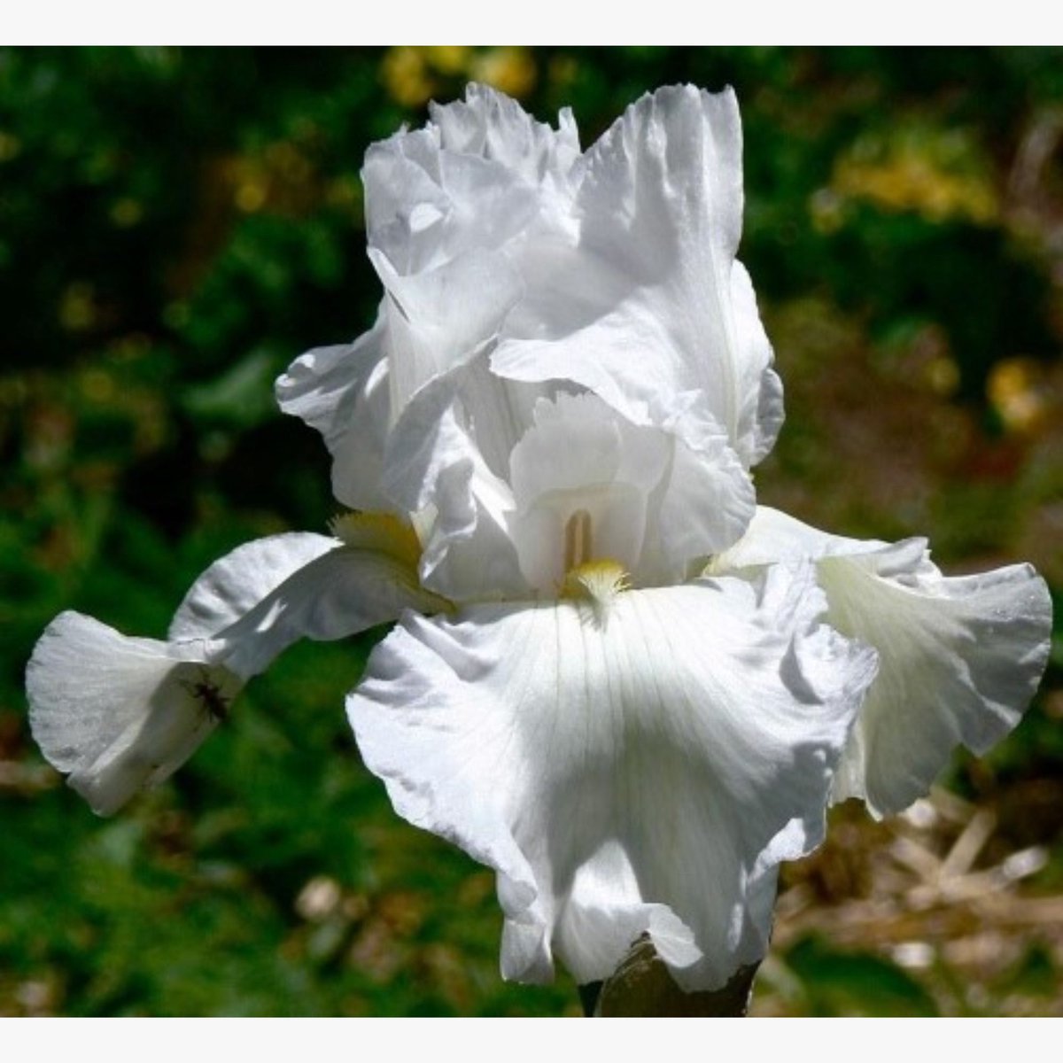 Baardiris (Iris x germanica) - Iris germanica Immortality – , Blauwe lis - Bijen-Vlinders - Snijbloemen - Vaste planten - bloeit in Mei / Juni