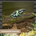 Groene pijlgifkikker met zwarte patronen op een mosbegroeid stuk hout, met de tekst 'Levensechte kleuren!'.