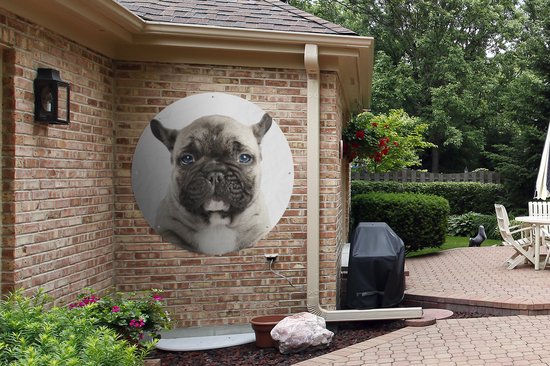 Tuincirkel Portret van een Franse Buldog pup - 120x120 cm - Ronde Tuinposter - Buiten