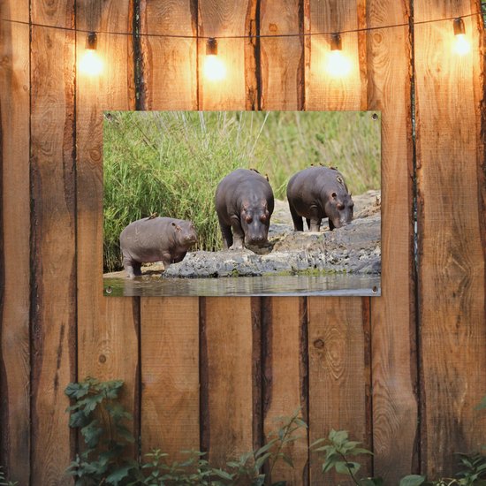 Posters de jardin extérieur Hippopotames - Water - Afrique du Sud - 90x60 cm - Toile jardin - Affiche extérieure