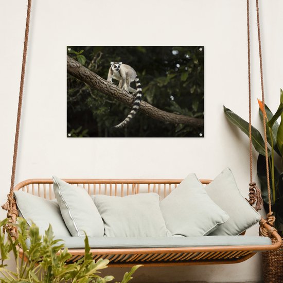 Lémur catta dans son habitat naturel Affiche de jardin 90x60 cm - Toile de jardin / Toile d'extérieur / Peintures d'extérieur (décoration de jardin)