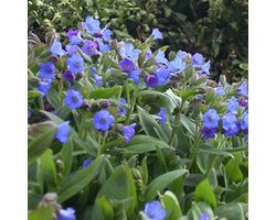 Longkruid Potten - Vaste Plant - Tuin Decoratie - Lichtblauwe Bloemen - Pot 9cm - Blauw