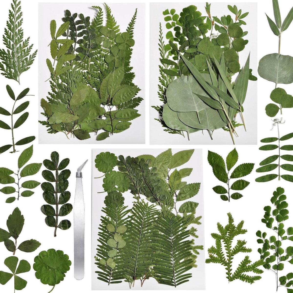 Gedroogde Bloemen - Geperste Bladeren - Hars Ambachten - Natuurlijke Materialen - 63 stuks - Groen