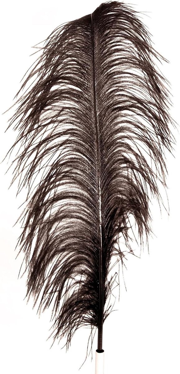 Struisveer Zwart - Decoratieve Veer - Feestdecoratie - Natuurlijk Ongekort - 60-70 cm - Zwart