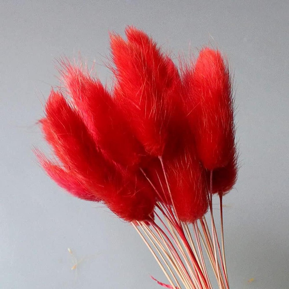 60 Stks/partij Eeuwige Bloem Gedroogd Gras, Natuurlijke Gedroogde Bloemen Boeket Bruiloft Huisdecoraties Konijn Staart Gras Echte Bloemen (Rood)