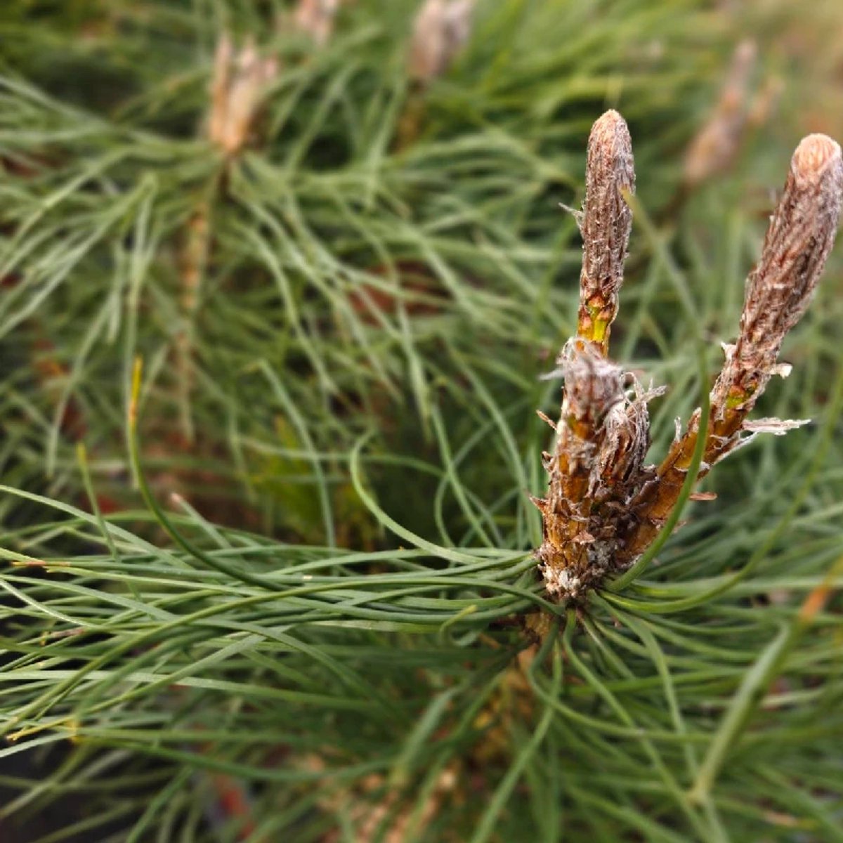Set van 4 Oostenrijkse dennen - Pinus nigra nirga - Hoogte 25cm - 9cm pot