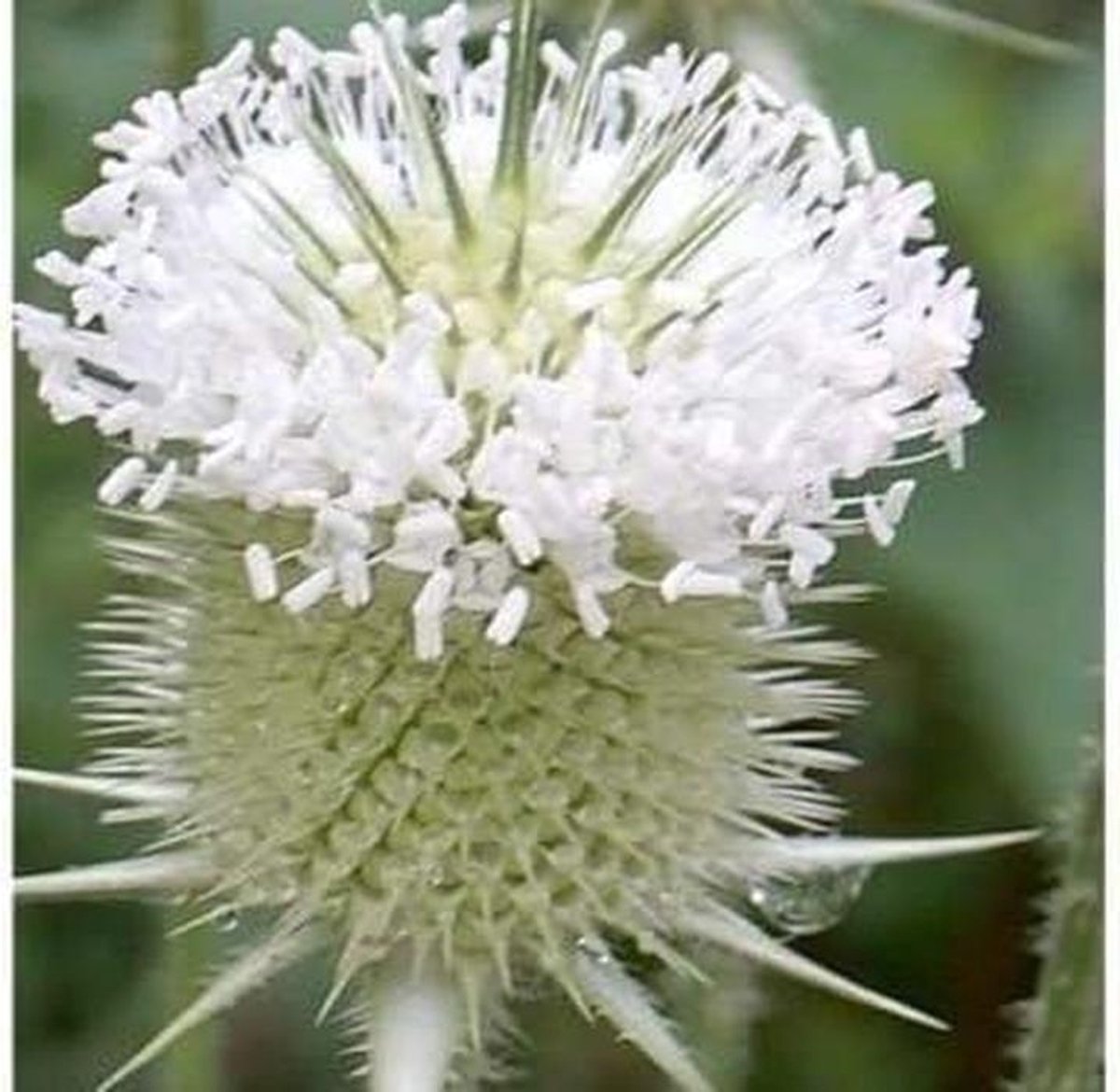 Distelzaad - Kruidenzaad Bloemenzaad - Tuin Decoratie - Winterhard Perennial - 50+ Zaden - Wit