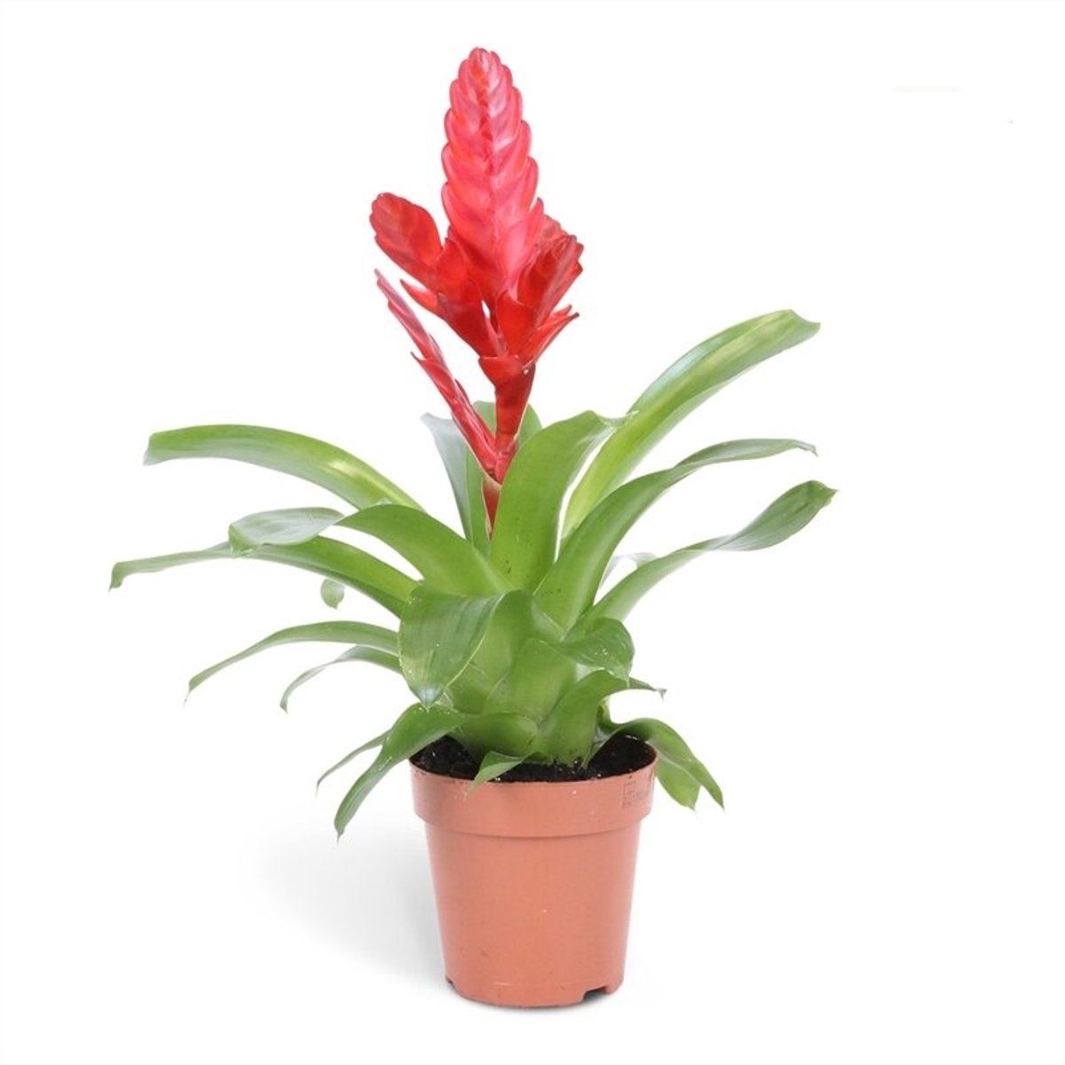 JUNAVERA Vriesea Stream | In 12 cm pot