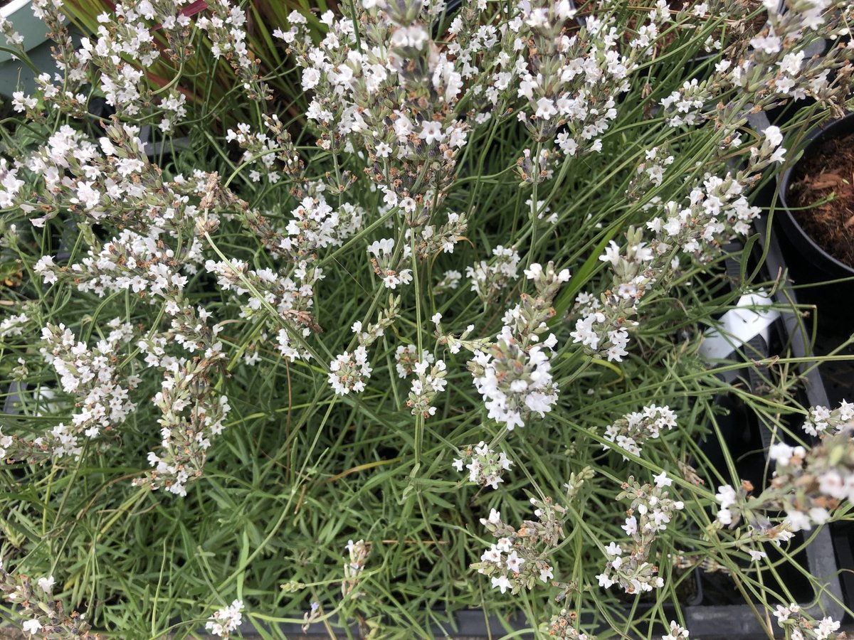 6x Lavandel - Lavandula intermedia 'Edelweiss' | 9x9 cm pot