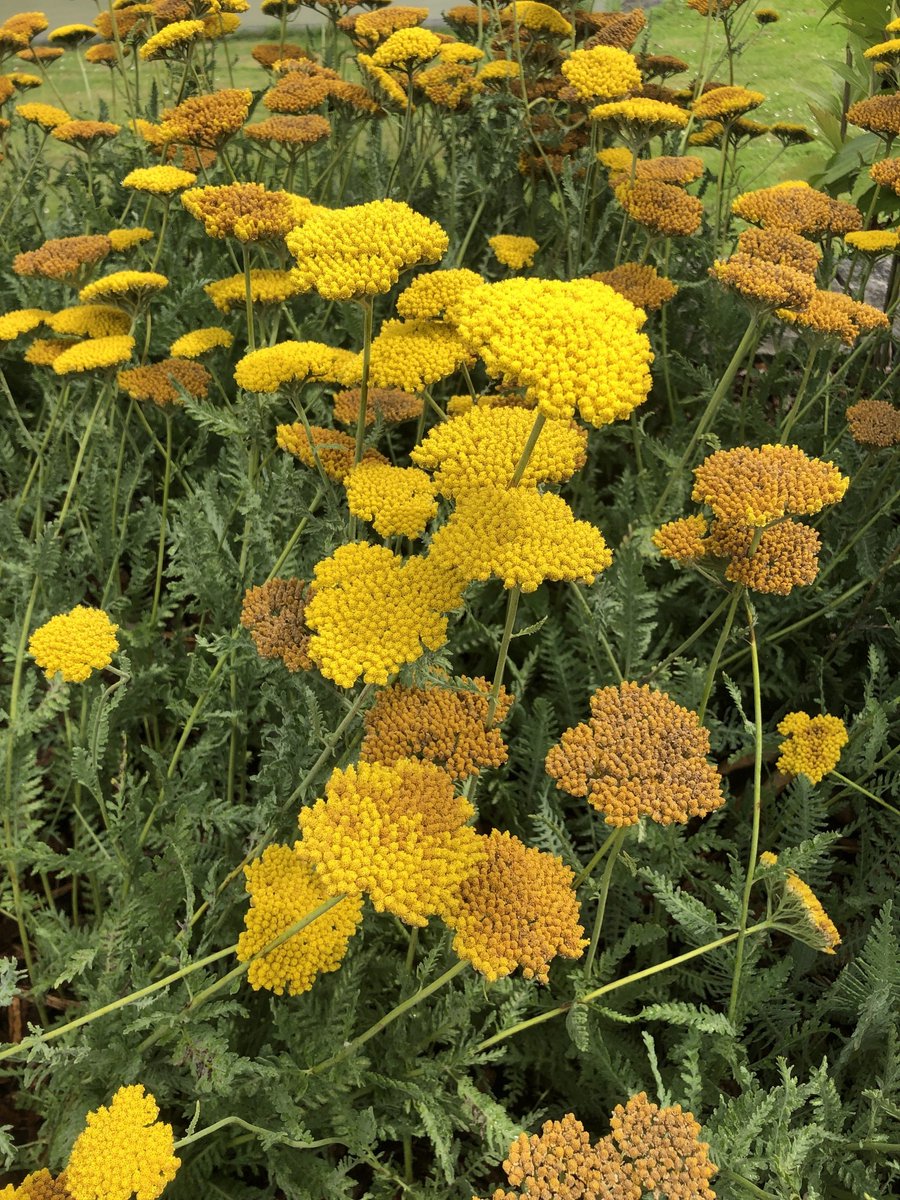 6x Duizendblad - Achillea 'Coronation Gold' | 9x9 cm pot