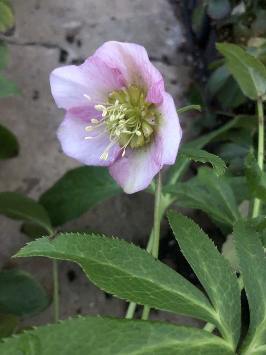 3x Nieskruid - Helleborus or. 'Pretty Ellen Pink' | 9x9 cm pot