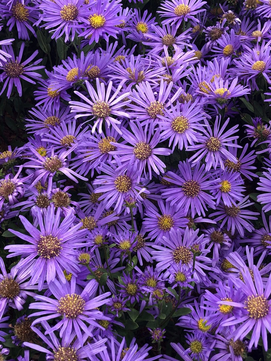 6x Bergaster - Aster amellus 'Blue King' | 9x9 cm pot