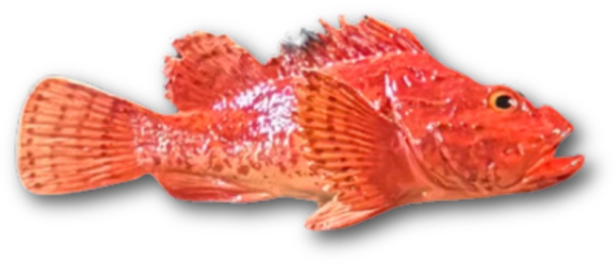 Cipolla 26 cm
